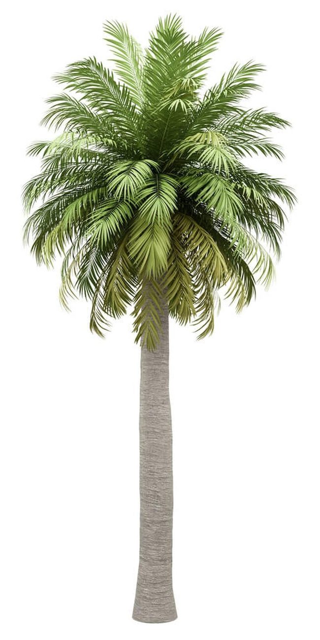 Chilean Wine Palm'S Striking Trunk Statement