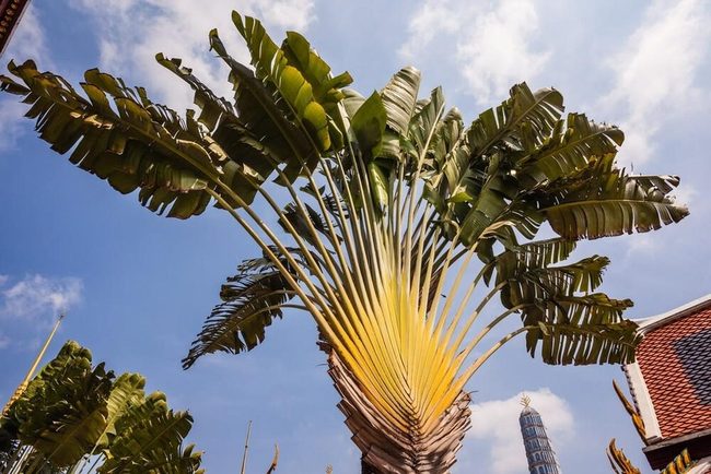 Traveler'S Palm Statement Leaves