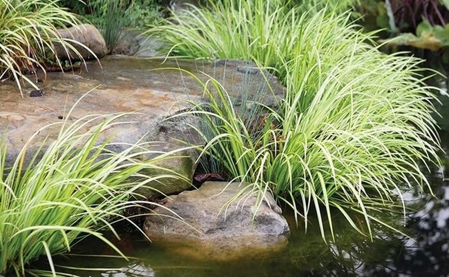 Tall Green Grass Sways Gently