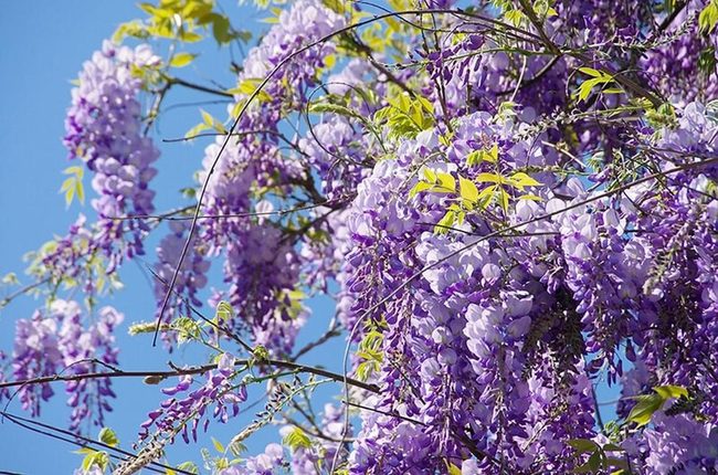 Purple Cascading Wisteria Vines