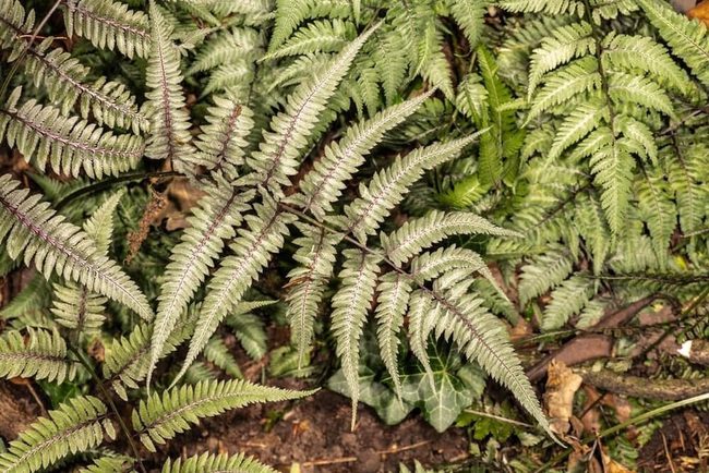 Purple And Silver Shade Ferns