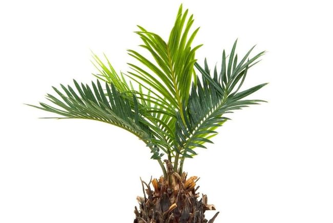 Tropical Elegance In Compact Form