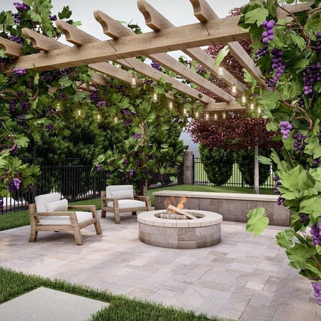 Sunlight Through Vineyard Canopy