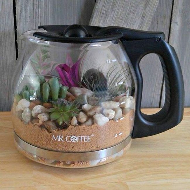 Vintage Coffee Pots With Succulents