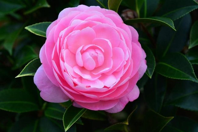 Glossy Leaves, Rose-Like Blooms
