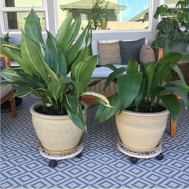 Dark Green Foliage For Shaded Spaces