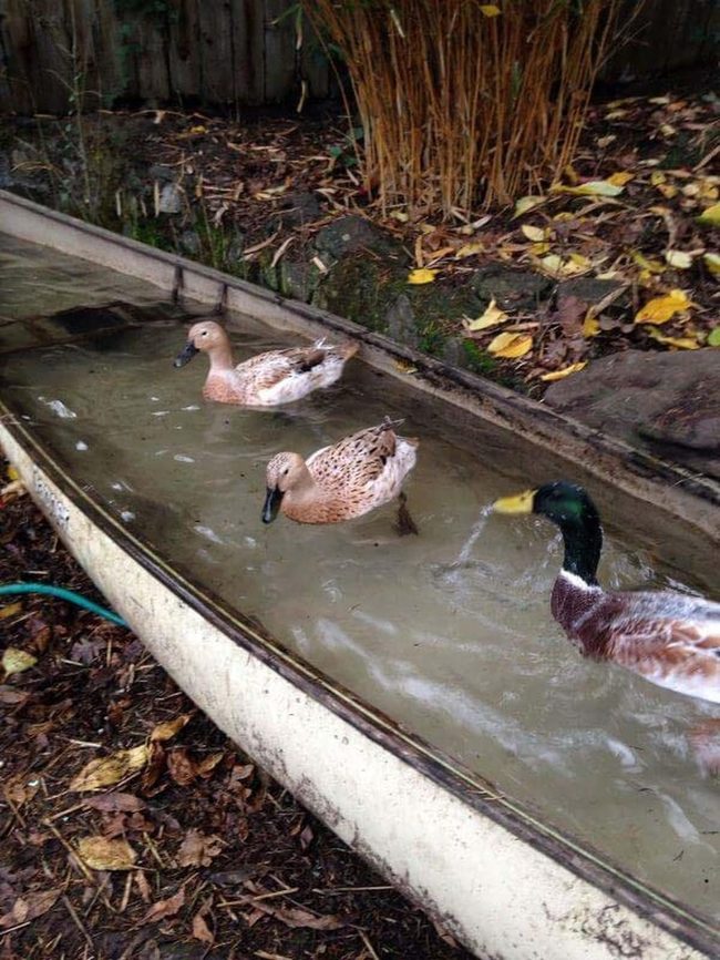 Old Canoe Duck Pond