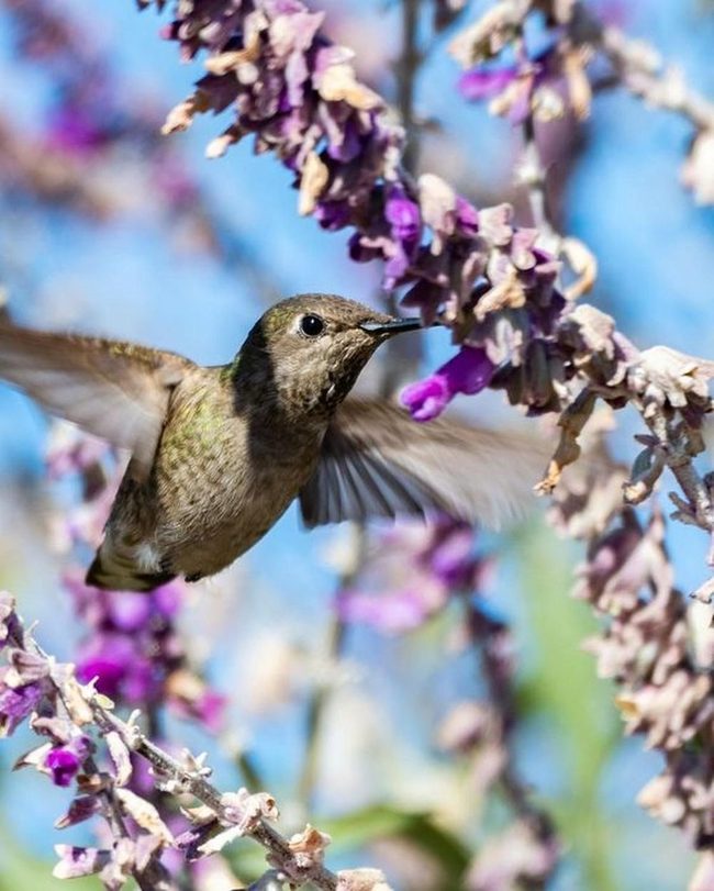Emerald Hummingbird Purple Blooms