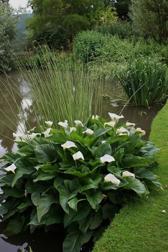 White Calla Lilies Beside Still Water