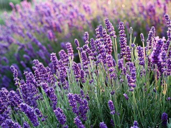Purple Pest-Repelling Garden Essential