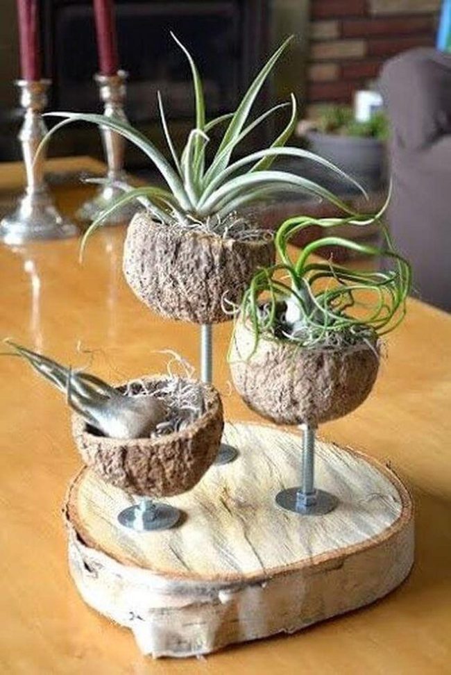 Three Air Plants In Textured Earth Pots