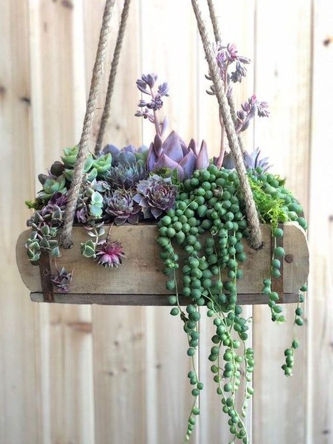 Green Succulents Spilling From Wood
