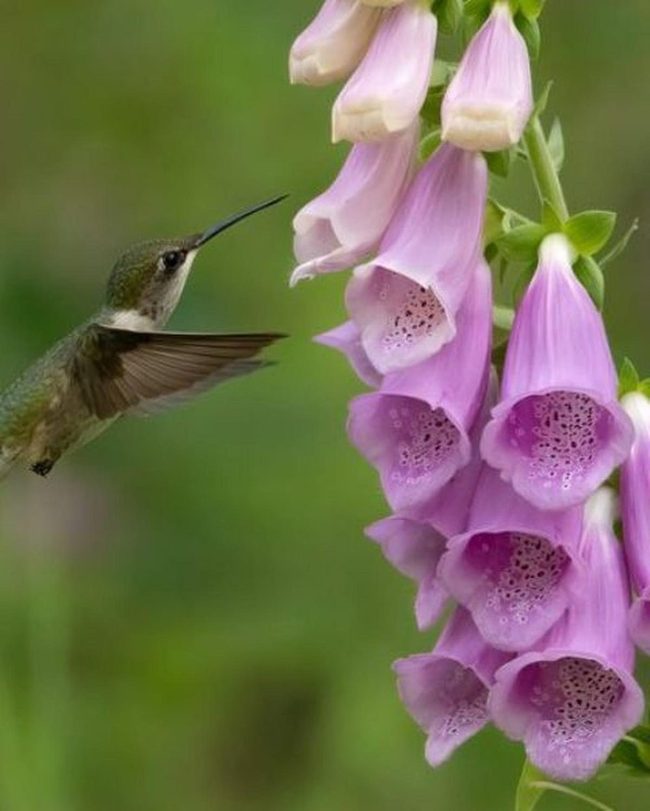 Hummingbird'S Pink Blur In Motion