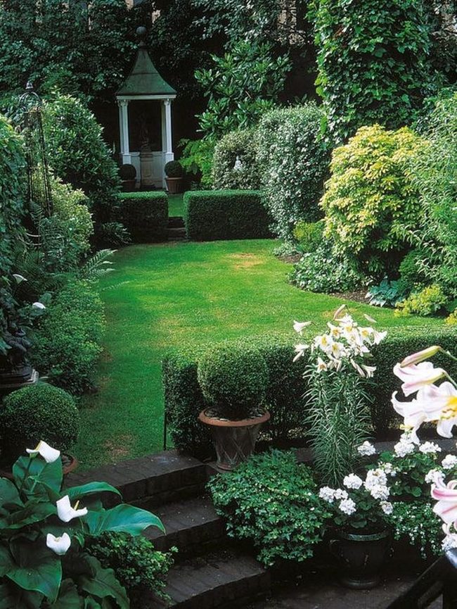 White Flowers Among Dense Green Hedges