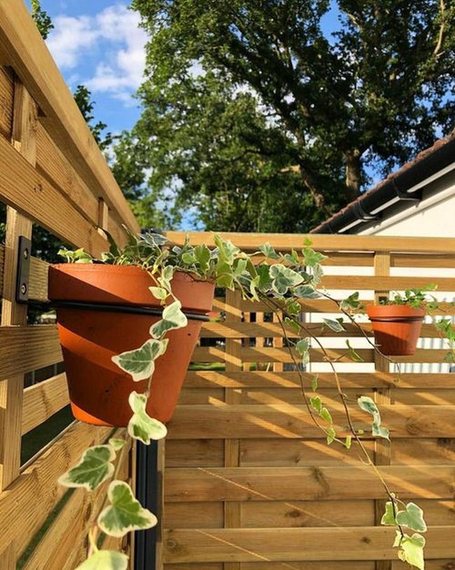 Green Ivy Covered Wooden Fences