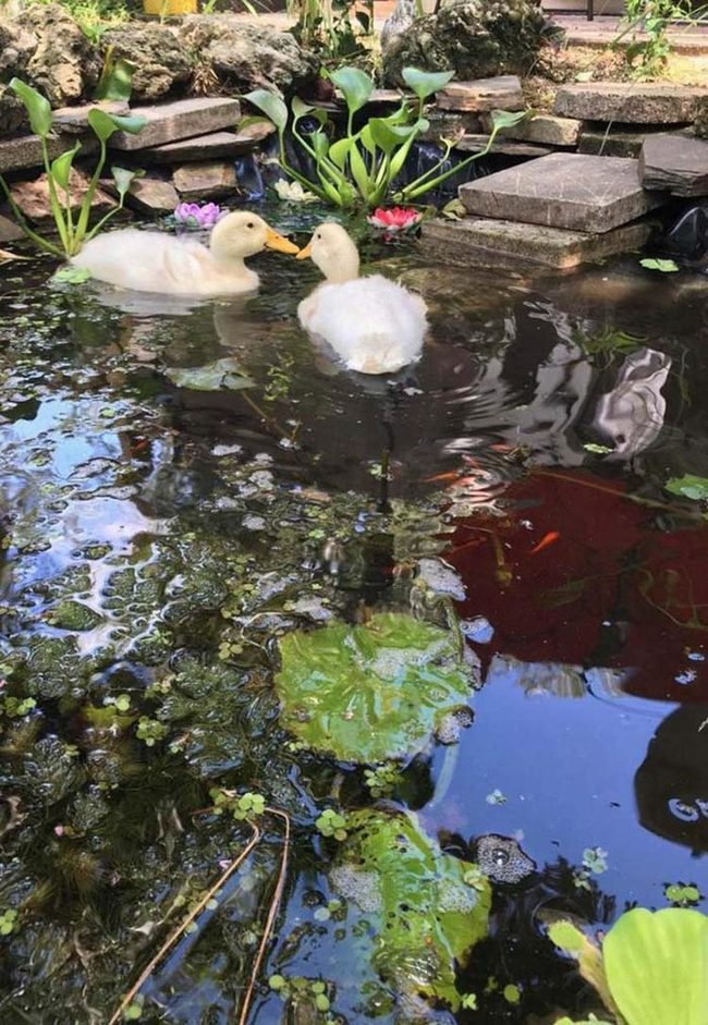 Ducks, Koi, And Floating Lilies