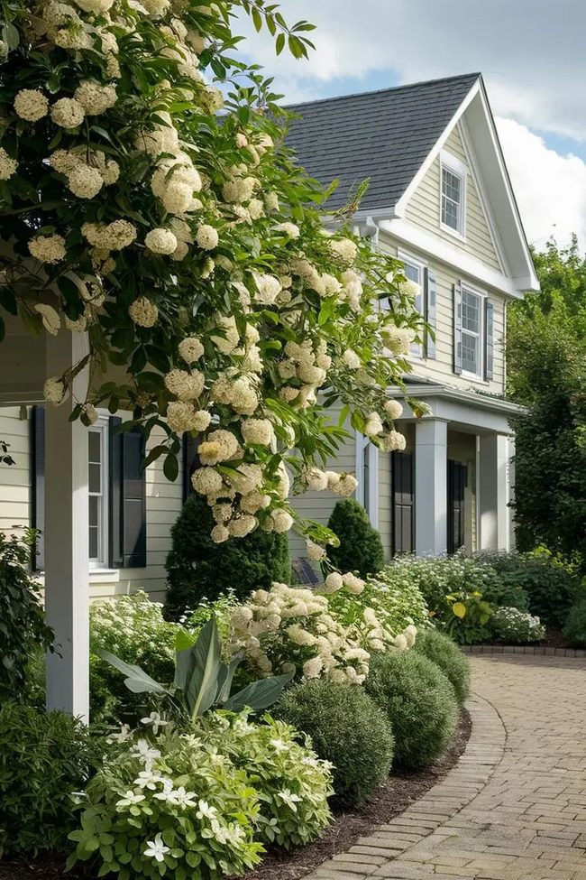 Pink Flower Clusters Year Round