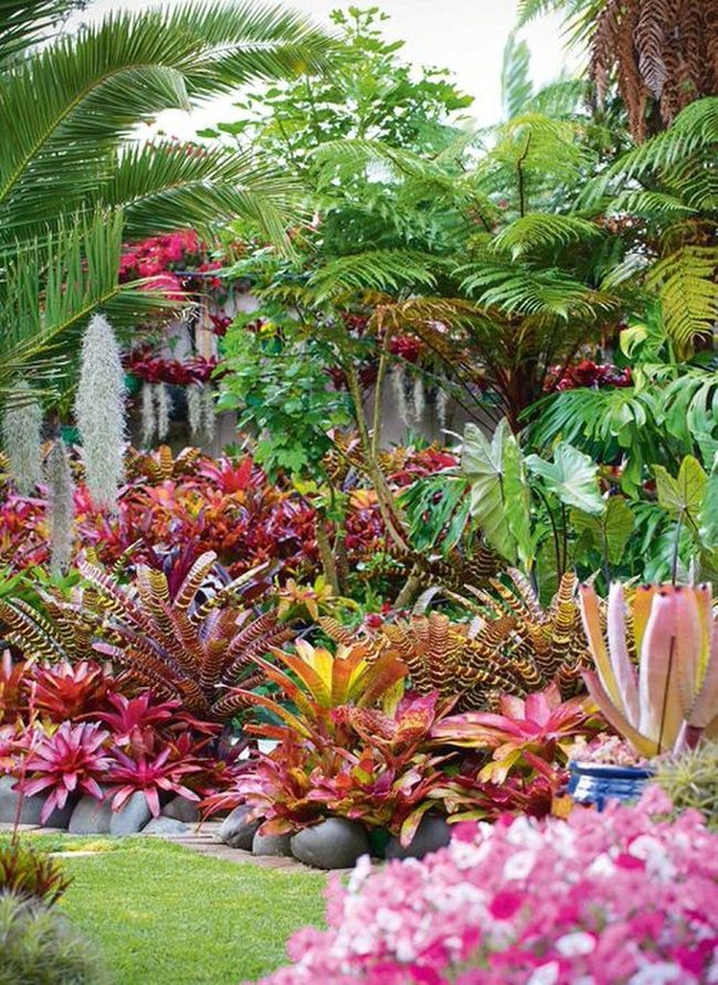 Crimson Bromeliads Stand Architectural Tall