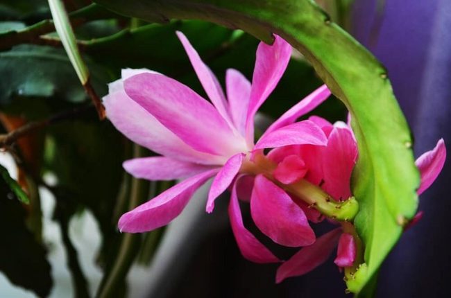 Giant Pink Cactus Blooms