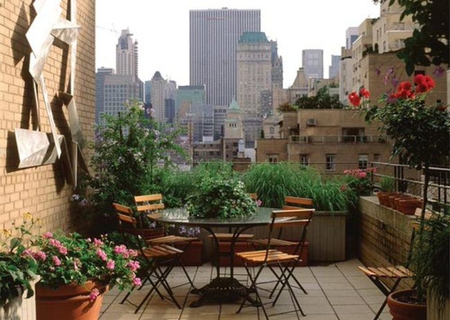 Urban Balcony Ornamental Grasses Bloom
