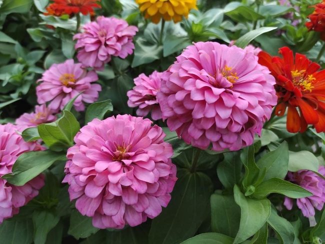 Colorful Zinnias Attract Pollinators Year-Round