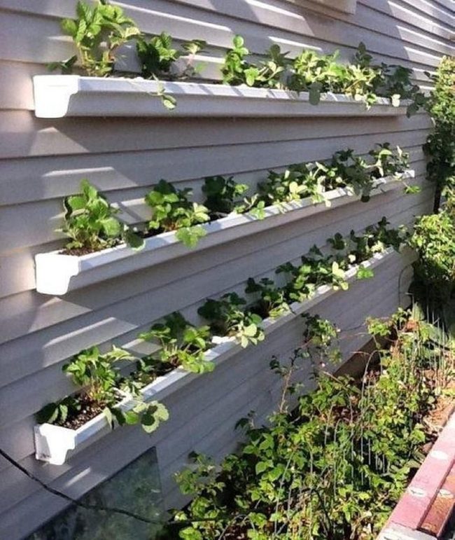 Vertical Green Wall Garden