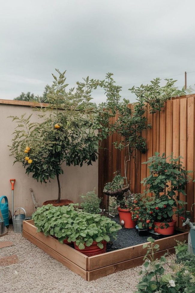 Citrus Trees Fresh Florida Bounty