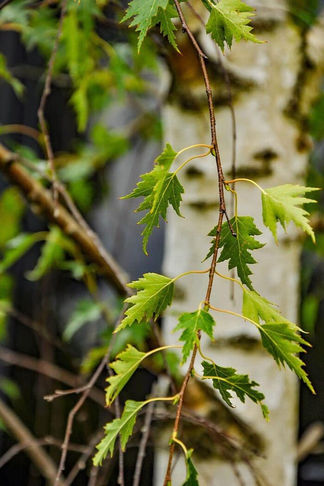 White Peeling Bark Statement Tree