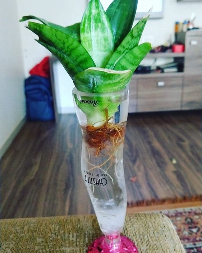 Snake Plants In Clear Wine Glasses