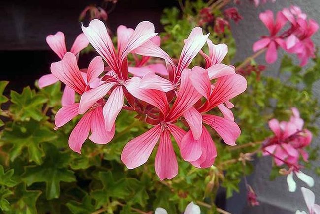 Cascading Blooms Heat Proof Summer