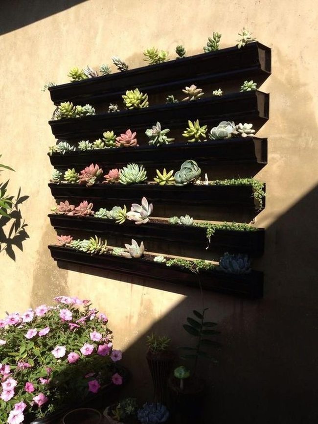 Five Rows Of Colorful Succulents