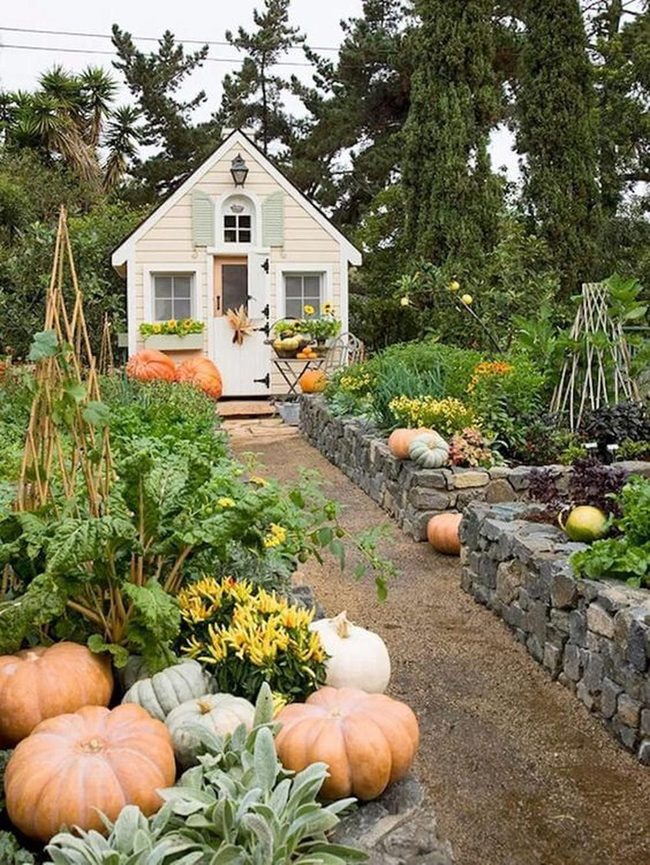 Overgrown Vines And Pumpkins