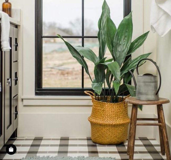 Cast Iron Plants In Jute Bags