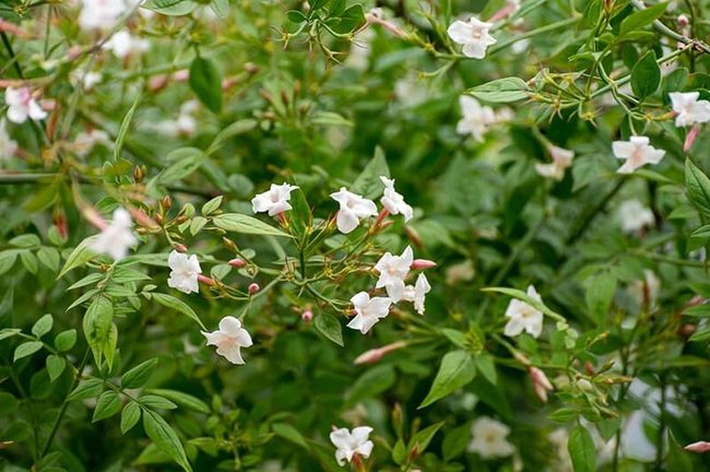 Pale Pink Jasmine Fragrant Vine