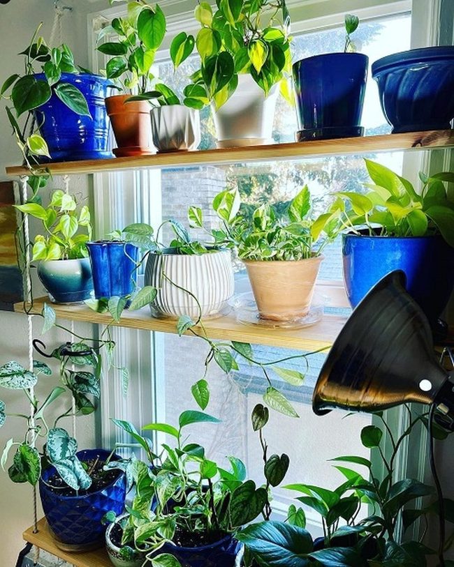 Green Vines Cascading Across Shelves