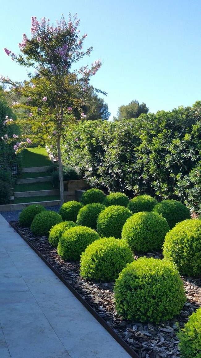 Spherical Hedges Frame Pink Blossoms