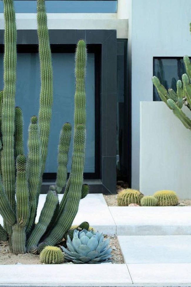 Tall Cacti Desert Modernism