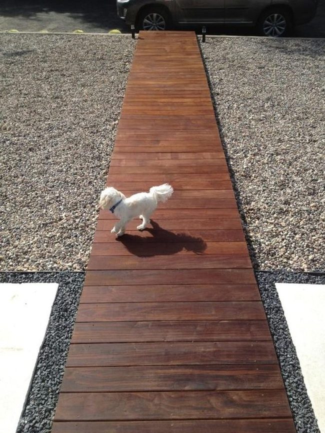 White Dog Golden Wooden Path