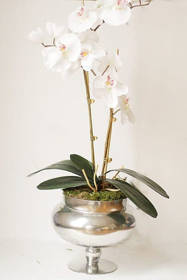 Transparent Glass Orchid Root Display