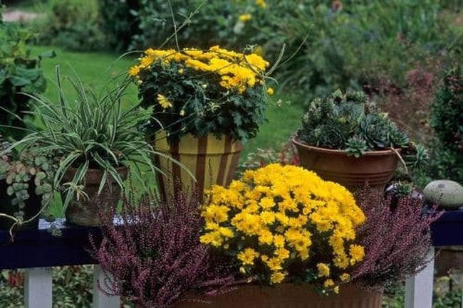 Copper-Tiered Succulent Fall Display
