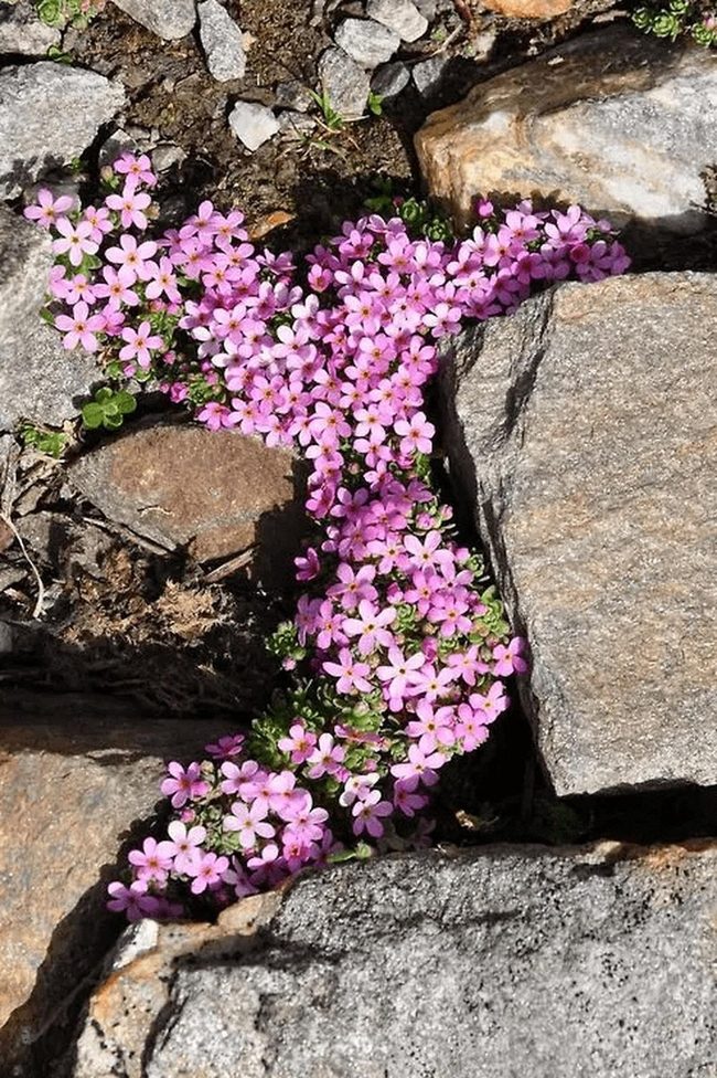 Pink Petals On Stone