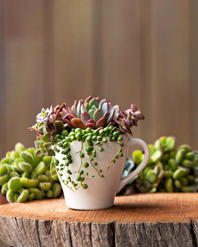 Porcelain Teacups Meet Tiny Succulents