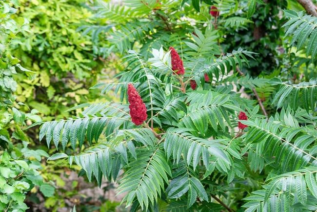 Red Seed Clusters Shrub