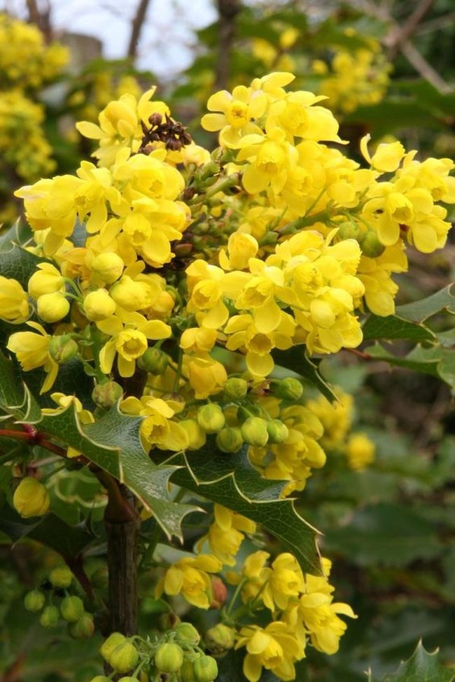 Yellow Blooms Against Sharp Green Leaves
