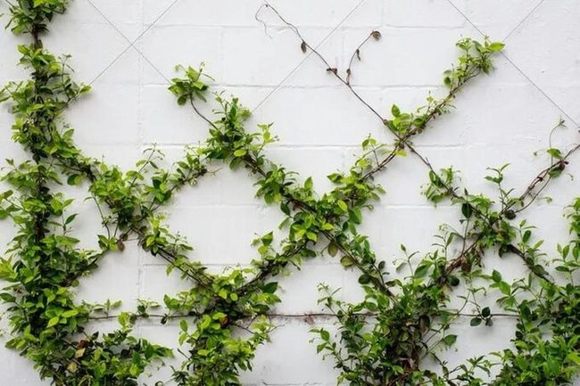 Fragrant Ivy Walls With Soft Evening Light