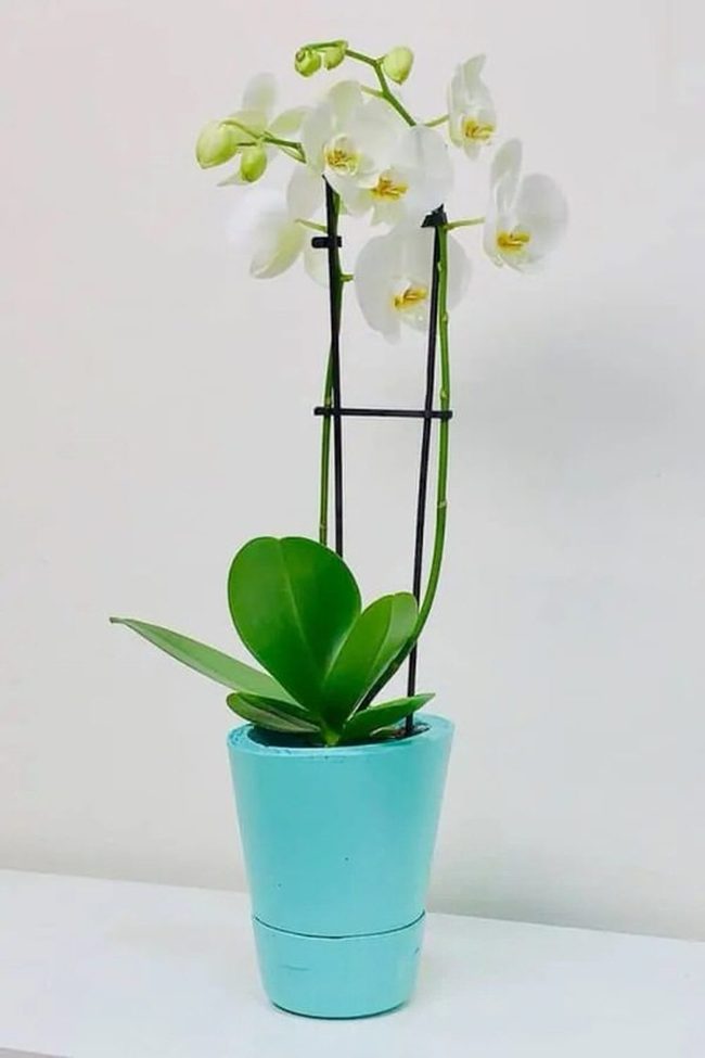 Concrete Self-Watering Orchid System