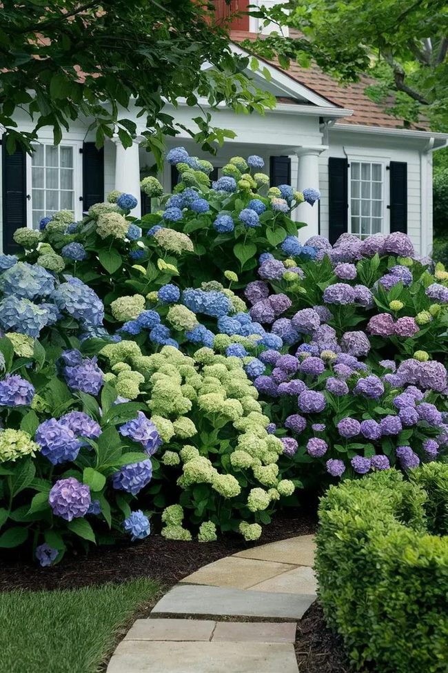 Blue Pink Hydrangea Giants