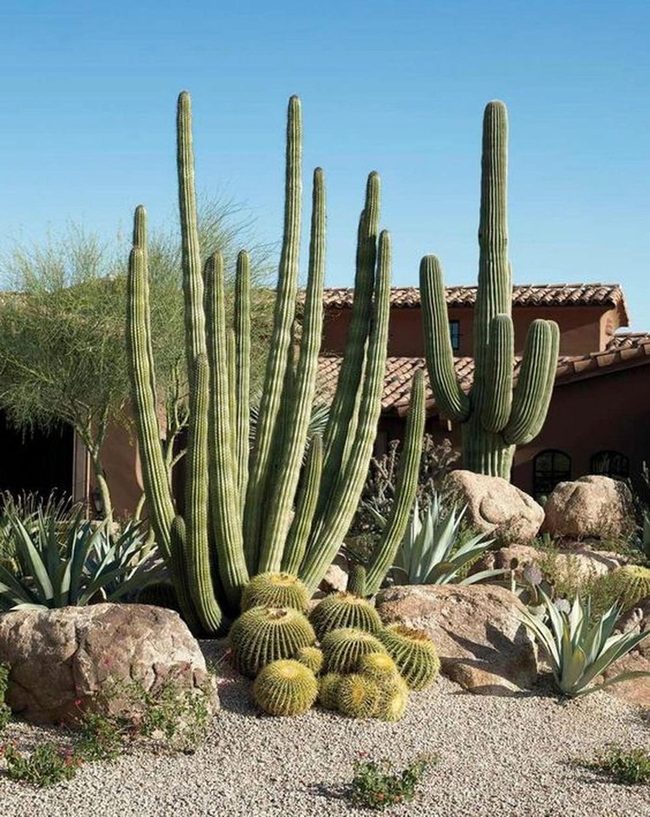 Desert Minimalism Green Cacti Stone