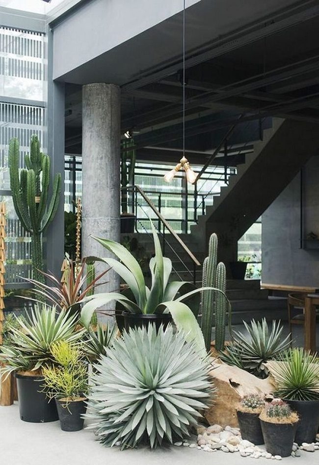 Oversized Ceramic Pots Desert Garden