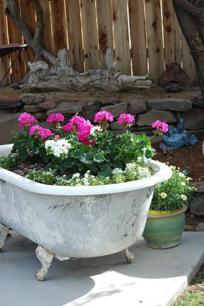 Pink Geraniums Overflow Vintage Tub